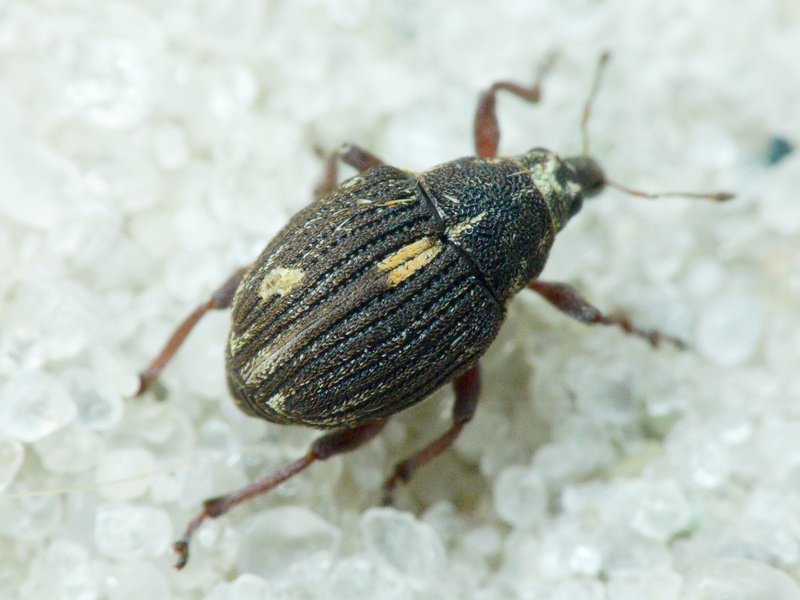 Rhinoncus leucostigma (Marsham, 1802)